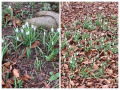 WI Snowdrops in 2021
