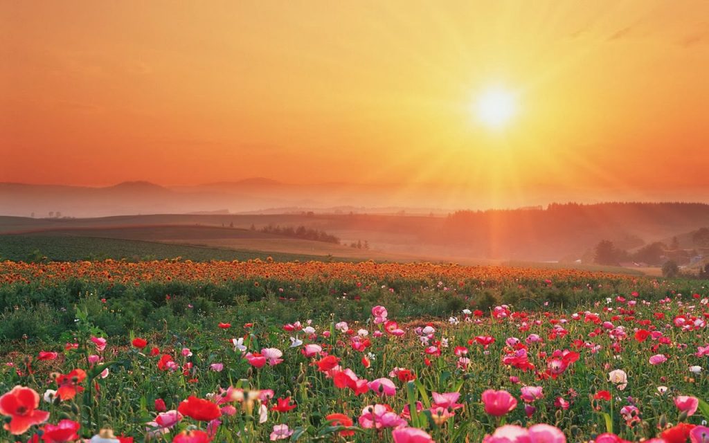 summer-flowers